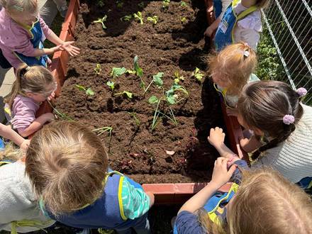 Gemüsebeet KIDS Aktion von Scheck-in